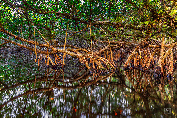 Mangroves - Ten Thousand Islands