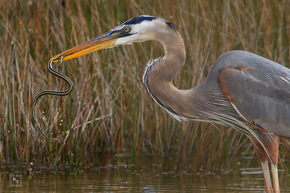 Great Blue Heron