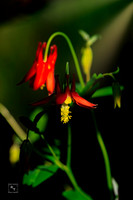 Columbine