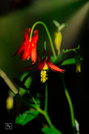 Columbine