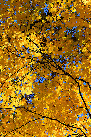 Minnesota