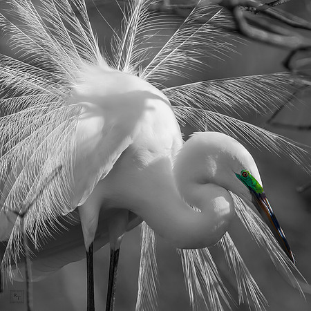 Great White Egret