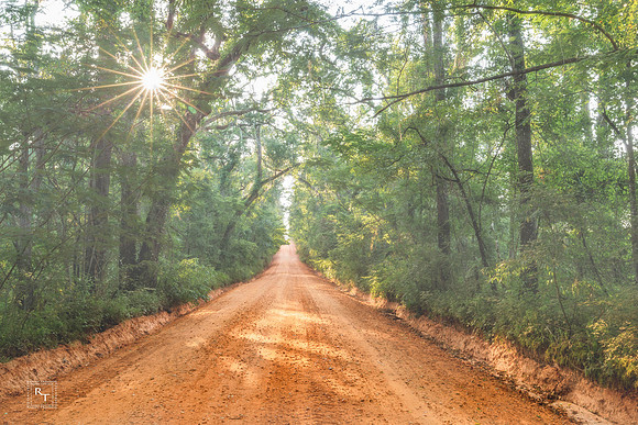 Foggy Canopy Road