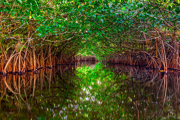 Turner River - Big Cypress National Reserve