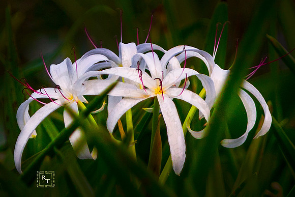 Swamp Lily