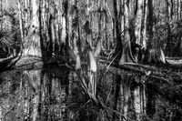 Big Cypress National Preserve