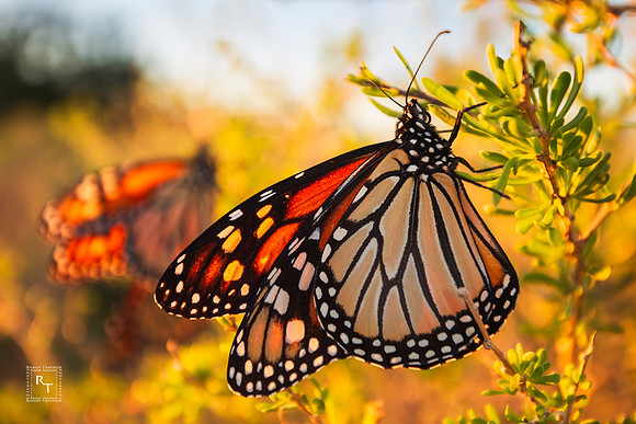 Monarch Butterfly
