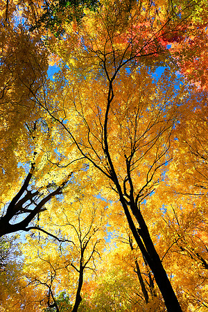Minnesota