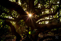 Sunrise - Everglades NP
