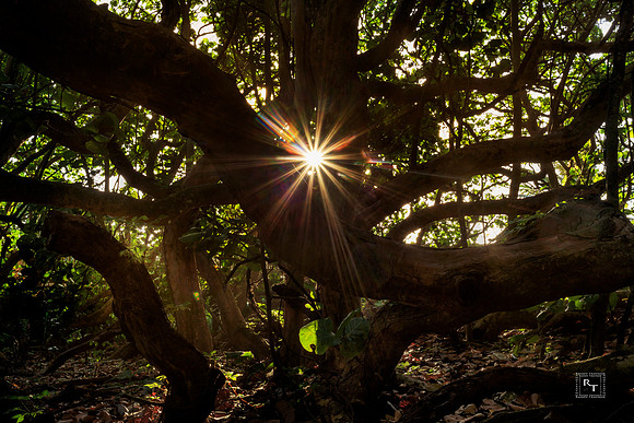 Sunrise - Everglades NP