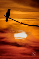 Anhinga Sunrise