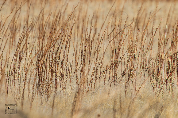 Utah - high plains