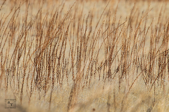 Utah - high plains
