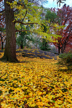 Central Park