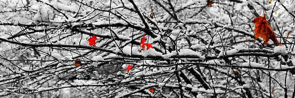 Changing of the seasons - *Contact for price