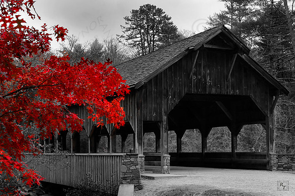 Dupont State Forest - N.C.