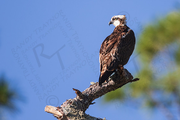 Osprey
