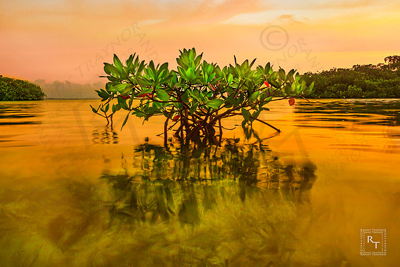 Ten Thousand Islands