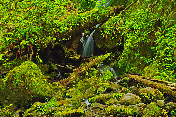 Olympic National Park