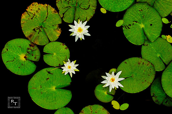 Water Lily
