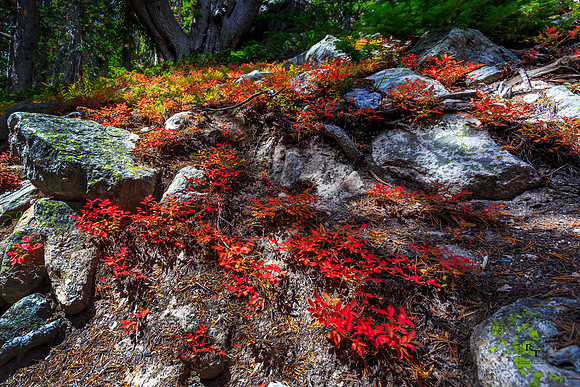 RMNP - Fall Colors