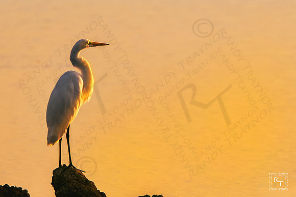 Egret at Sunset