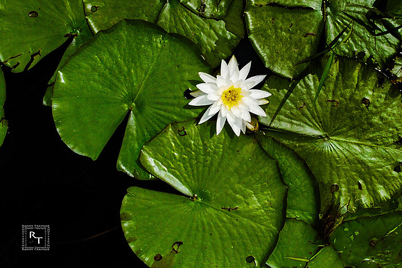Water Lily