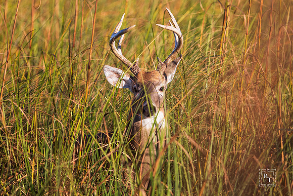 White tailed Deer